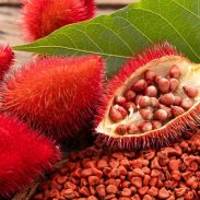 Bixa,Orellana,-,Annatto,Seeds.,Red,Food,Coloring,And,Seasoning